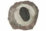 Austerops Trilobite - Jorf, Morocco #204303-2